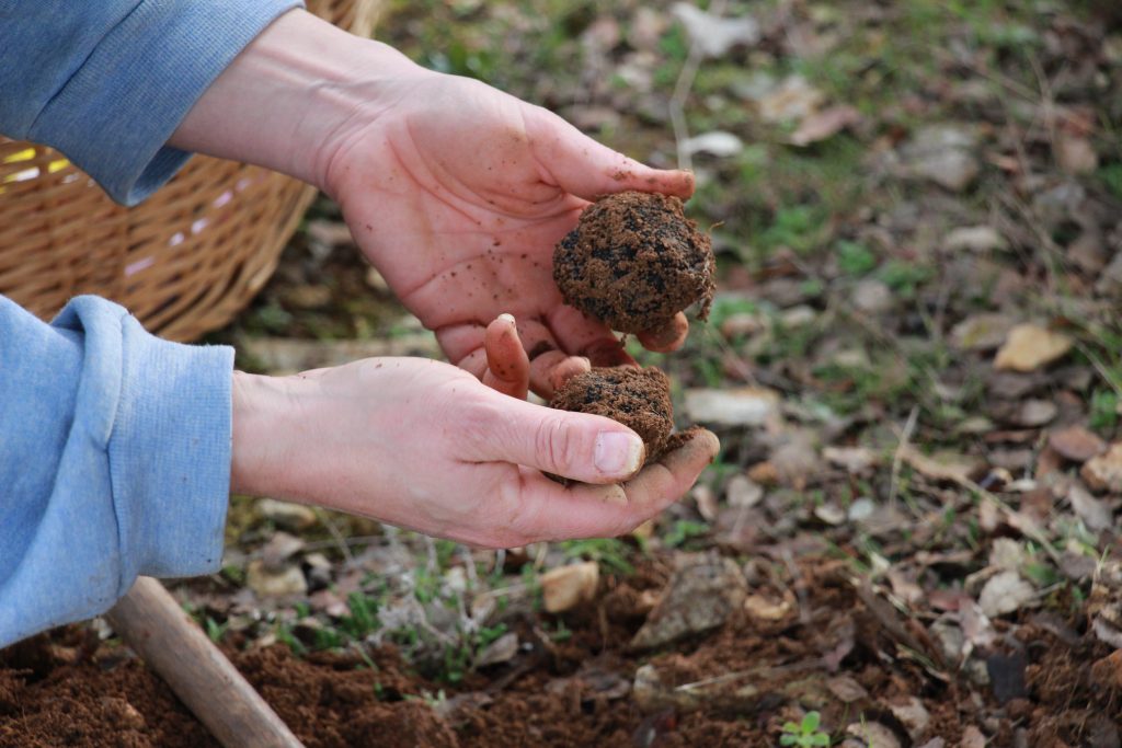 La truffe noire du Berry - Berry Province